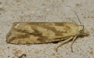 2320 Tortricidae Thiodia citrana 2010.07.01 (3p).jpg