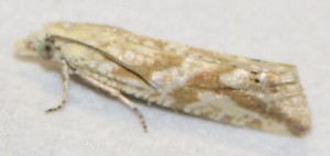 2320 Tortricidae Thiodia citrana 2010.07.01 (9p).jpg