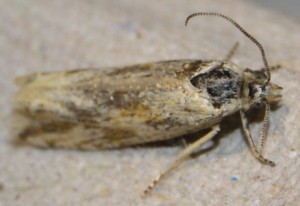 2320 Tortricidae Thiodia citrana frottée... 2010.07.01 (7p).jpg