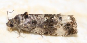 Apotomis sororculana... (1).jpg
