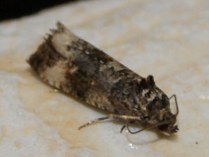 Apotomis sororculana... (2).jpg