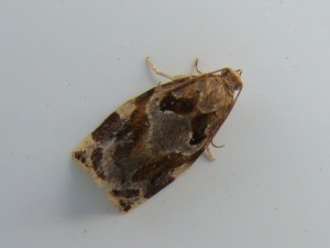 Archips podana (Carvin).JPG