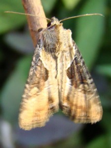 Apamea ophiogramma (Carvin).JPG