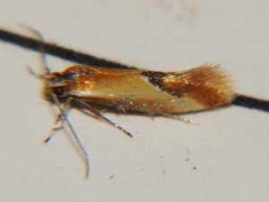 Batia lambdella ou lunaris (2).JPG