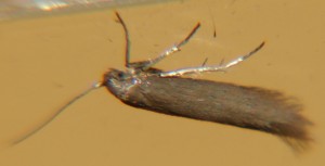 DSC02928.JPG
