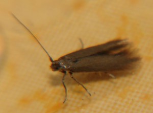DSC02920.JPG