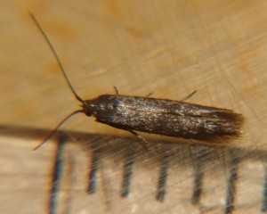 DSC02932.JPG