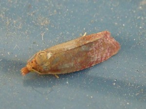 Celypha rosaceana (carvin).JPG