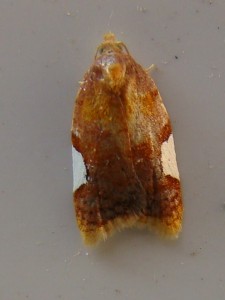 Acleris holmiana (Carvin).JPG