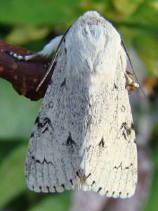 Acronicta leporina (Carvin).JPG