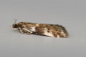 Copie de IMG_6664.jpg