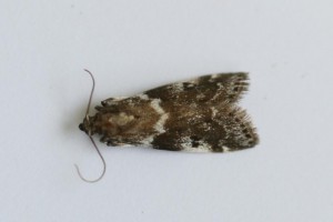 Copie de IMG_6665.jpg