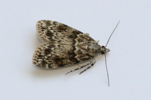 Copie de IMG_6200.jpg