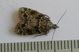 Copie de IMG_6194.jpg