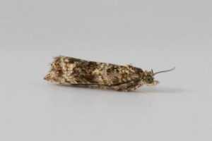 Copie de IMG_5927.jpg