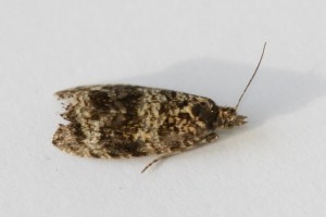 Copie de IMG_5937.jpg