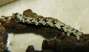 Boarmie des lichens.JPG