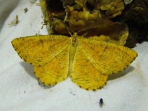 Angerona prunaria.JPG