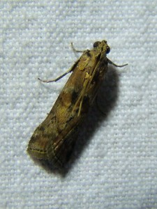 DSC01678.JPG