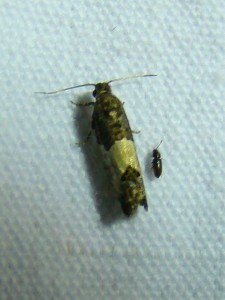 DSC01684.JPG