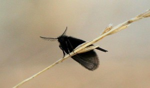 Liste 2163 Canephora hirsuta Pomies Jean-Claude Carcans Maubuisson 33 21042010 N 2.jpg