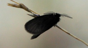 Liste 2162 Canephora hirsuta Pomies Jean-Claude Carcans Maubuisson 33 21042010 N 1.jpg