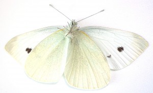 pieris1.JPG