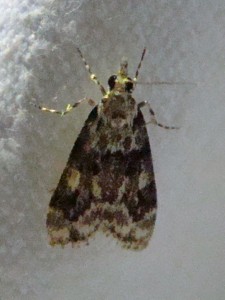 DSC01704.JPG