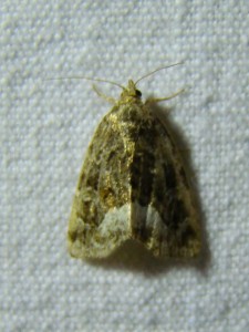 DSC01709.JPG