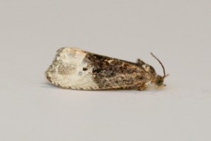 Copie de IMG_6784.jpg
