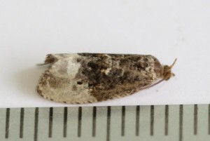 Copie de IMG_6776.jpg