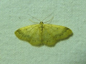Idaea biselata.JPG