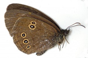 aphantopus hyperantus.JPG