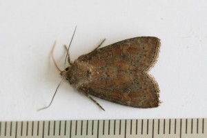Copie de IMG_6791.jpg