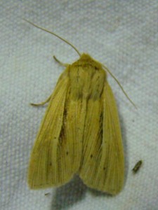 Mythimna impura.JPG