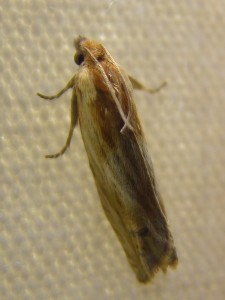 Eucosma aemulana.JPG