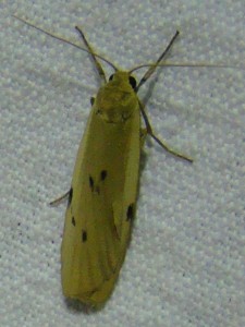 Pelosia muscerda.JPG