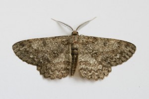Copie de IMG_6788.jpg