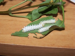 philosamia cynthia parisiensis.jpg