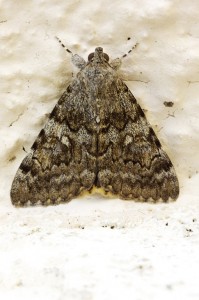 Catocale nymphaea-2386.jpg