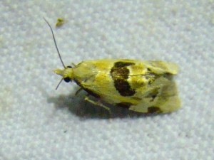 Aethes rubigana.JPG