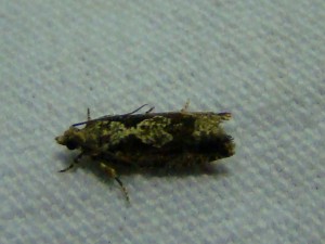 DSC01847.JPG