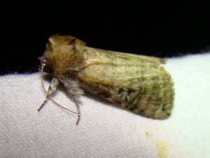 Tethea ocularis.JPG