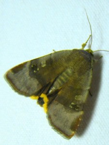 Noctua janthe ou janthina.JPG