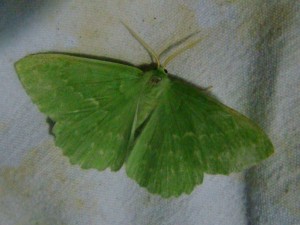 Geometra papilionaria.JPG