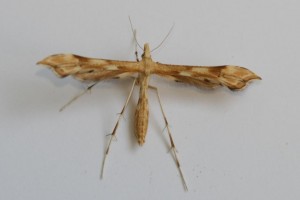 Copie de IMG_6939.jpg