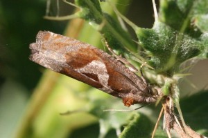 Copie de IMG_6984.jpg