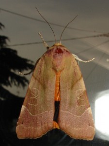 DSC03352.JPG
