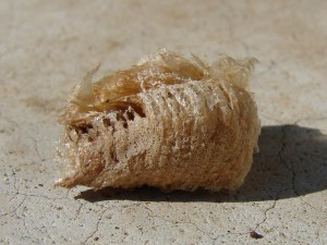Chrysalide ou pas (3).JPG