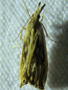 DSC01863.JPG